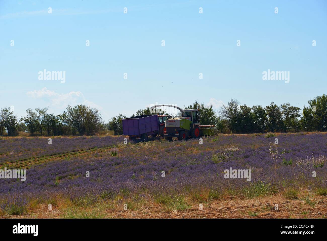 Mechanized harvest of lavender plateau de valensole Stock Photo