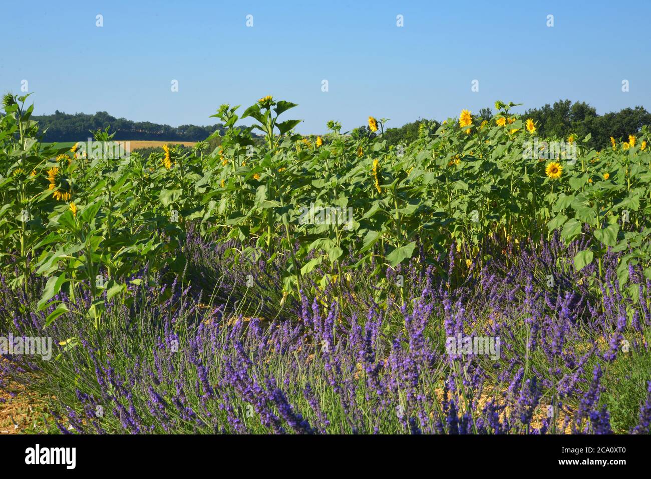Sunflowers and lavander plateau de Valensole Stock Photo