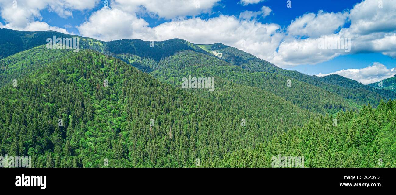 Beautiful pine trees on background high mountains Stock Photo - Alamy