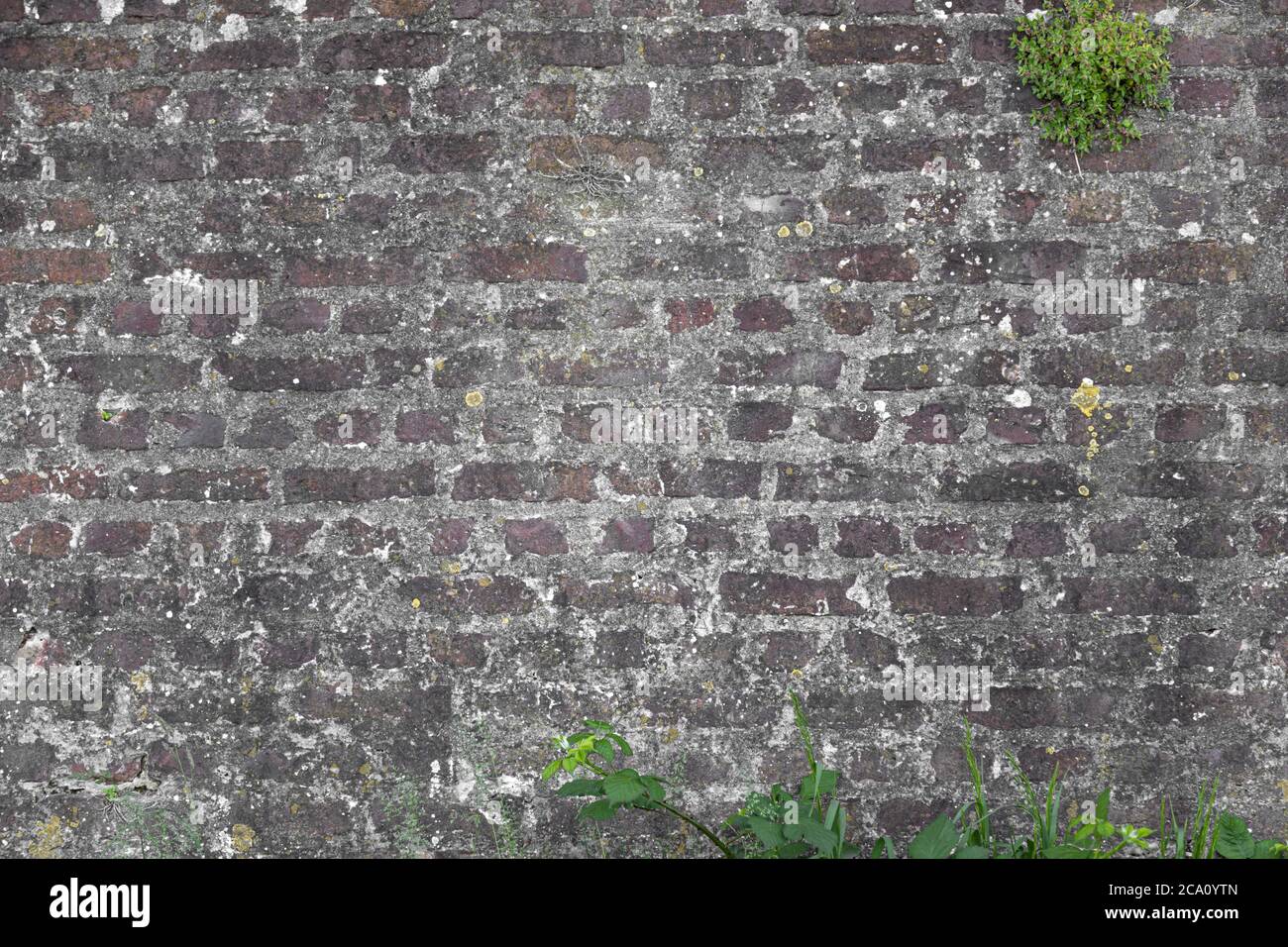 old grey desaturated brick wall background with green plants coming out of it is a perfect design template with free space for text and elements Stock Photo