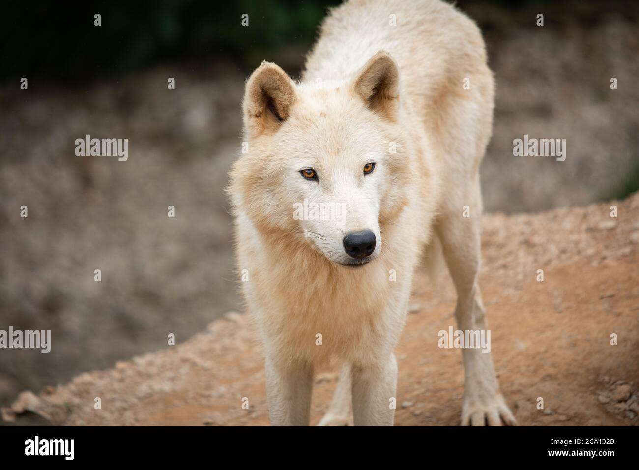 Hudson Bay Wolf Pack Pictured In Paddock In UK Stock Photo