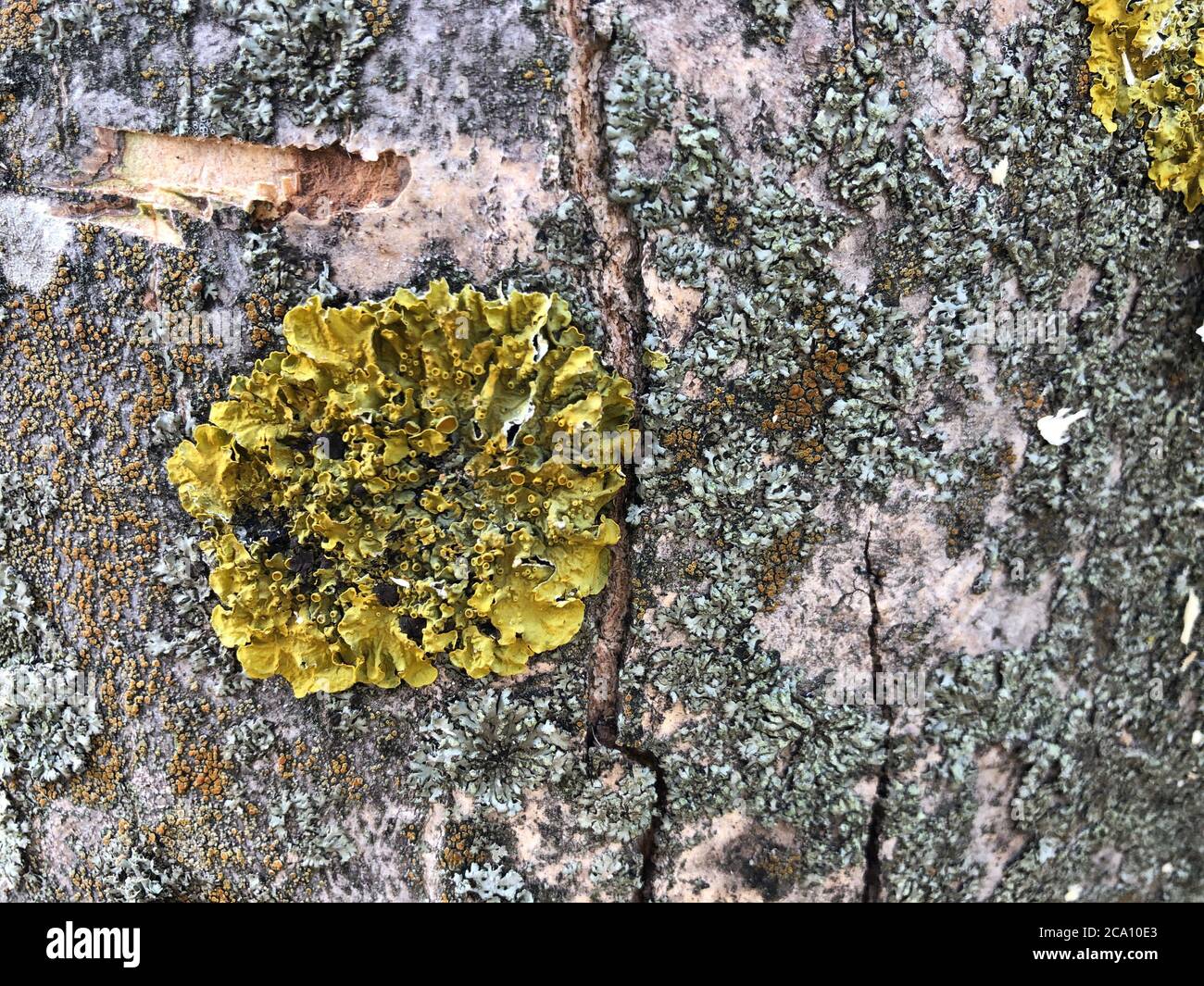 Wood and moss texture. Old moss on the bark of a tree close-up Stock Photo