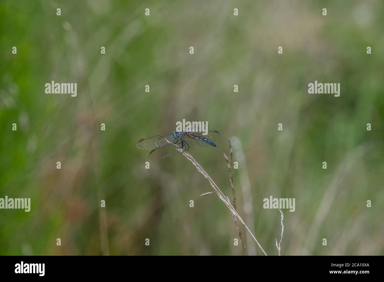 Vibrant blue dragonfly resting on a long tall grass in the field ...