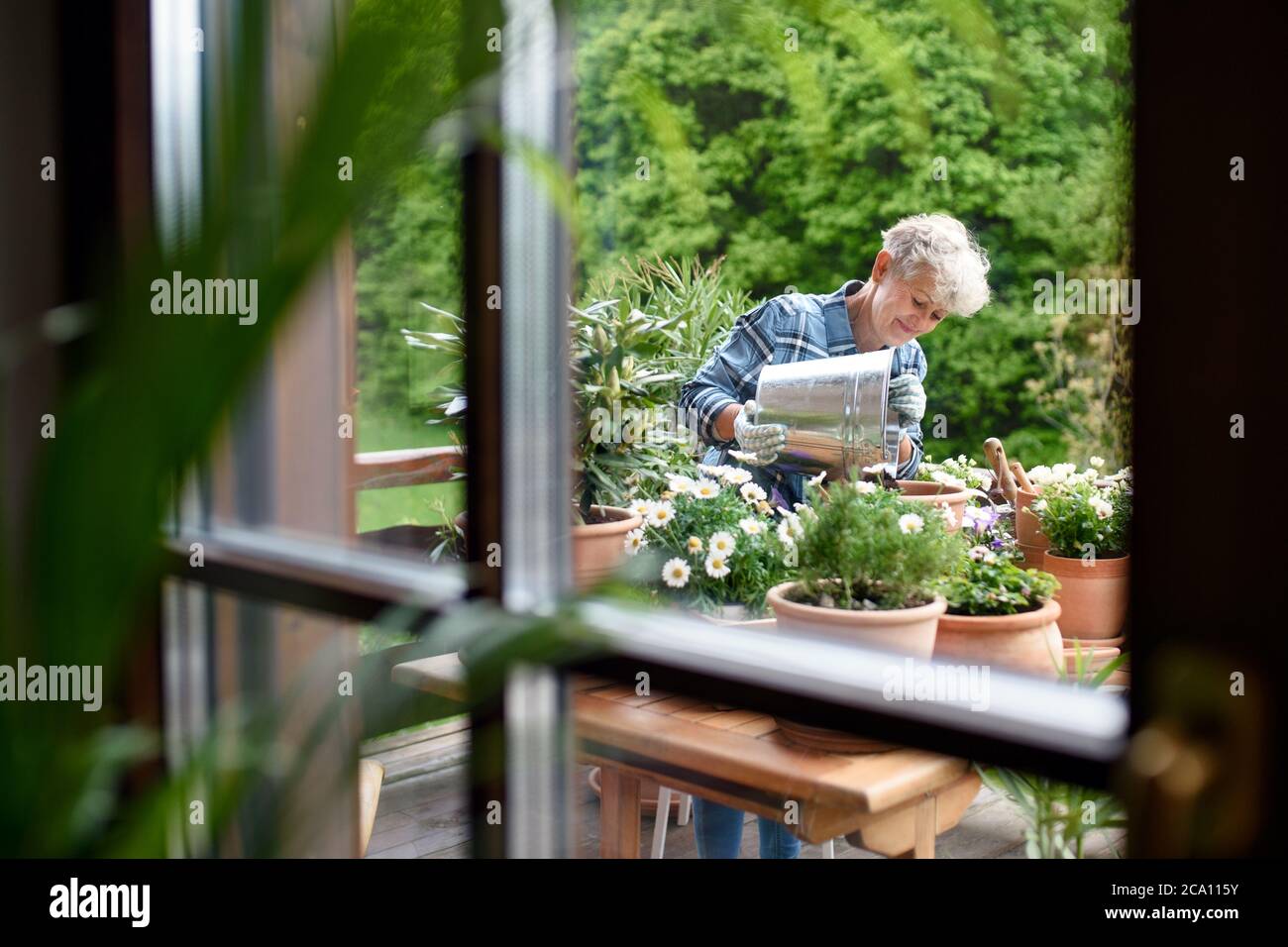 Senior woman gardening on balcony in summer, shot through glass Stock ...