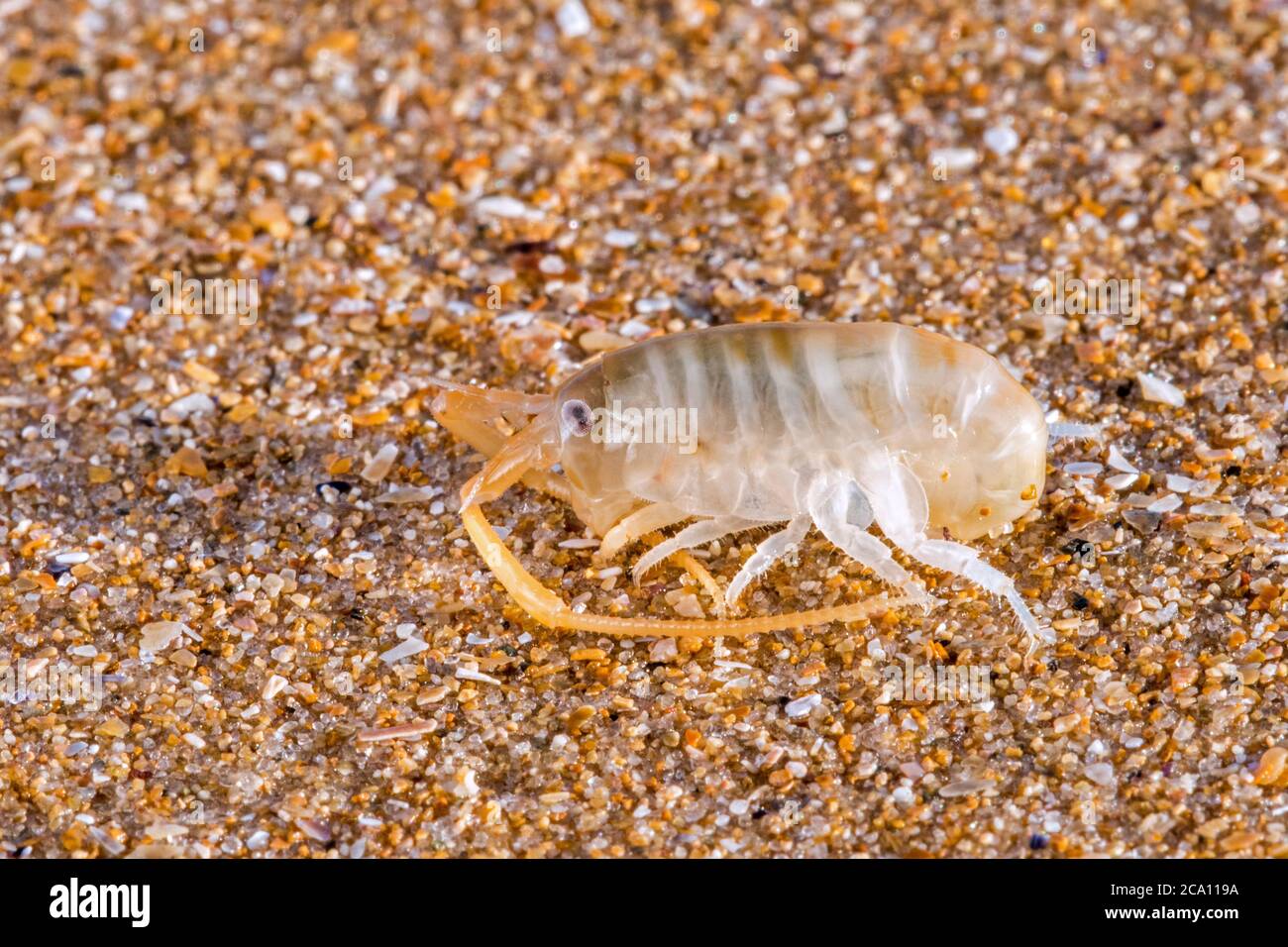 Sand hopper / sand flea (Talitrus saltator / Talitrus locusta), amphipod  crustacean on sandy beach Stock Photo - Alamy