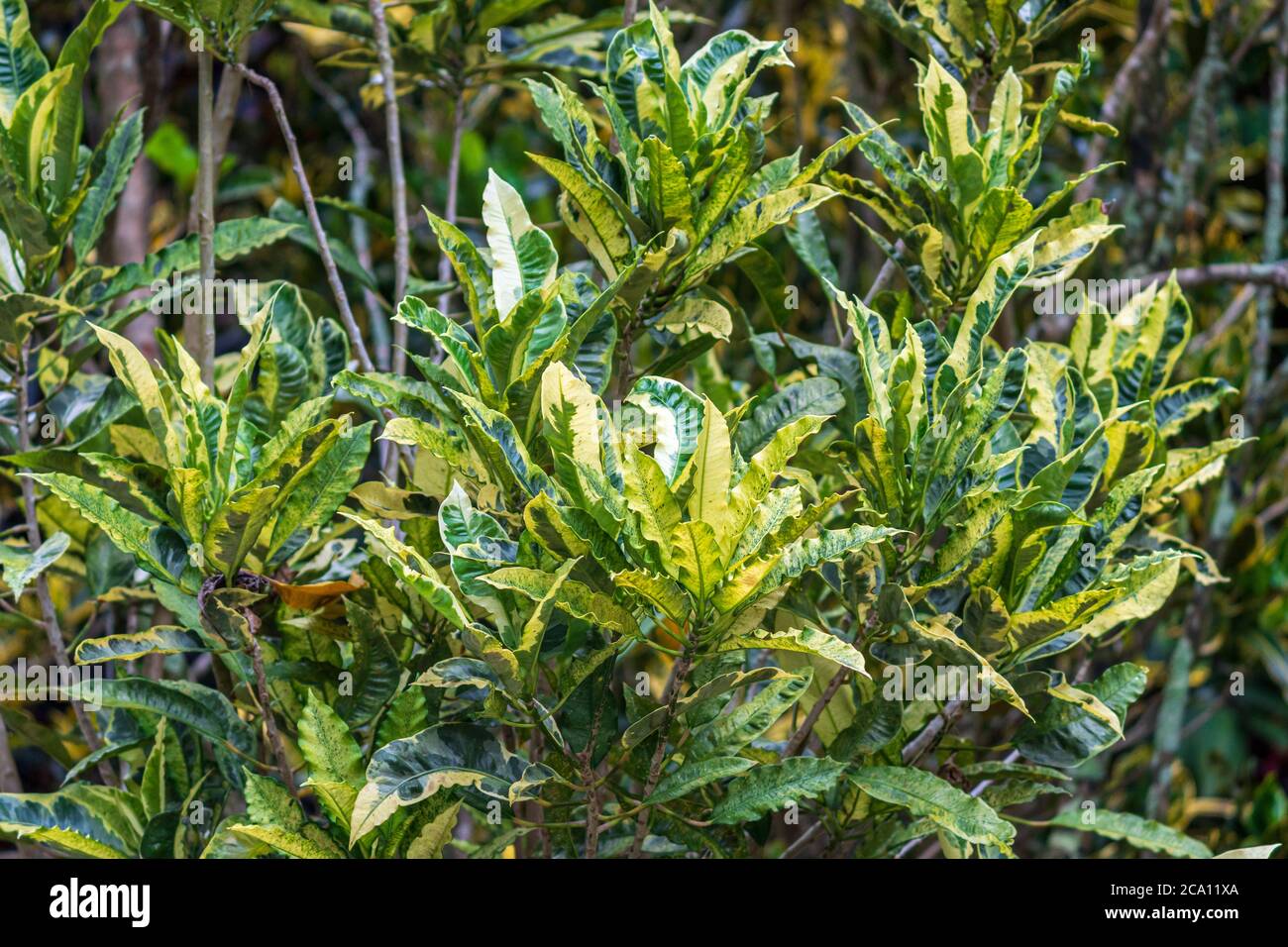 Garden croton 'Eburneum' cultivar (Codiaeum variegatum) - Davie, Florida, USA Stock Photo