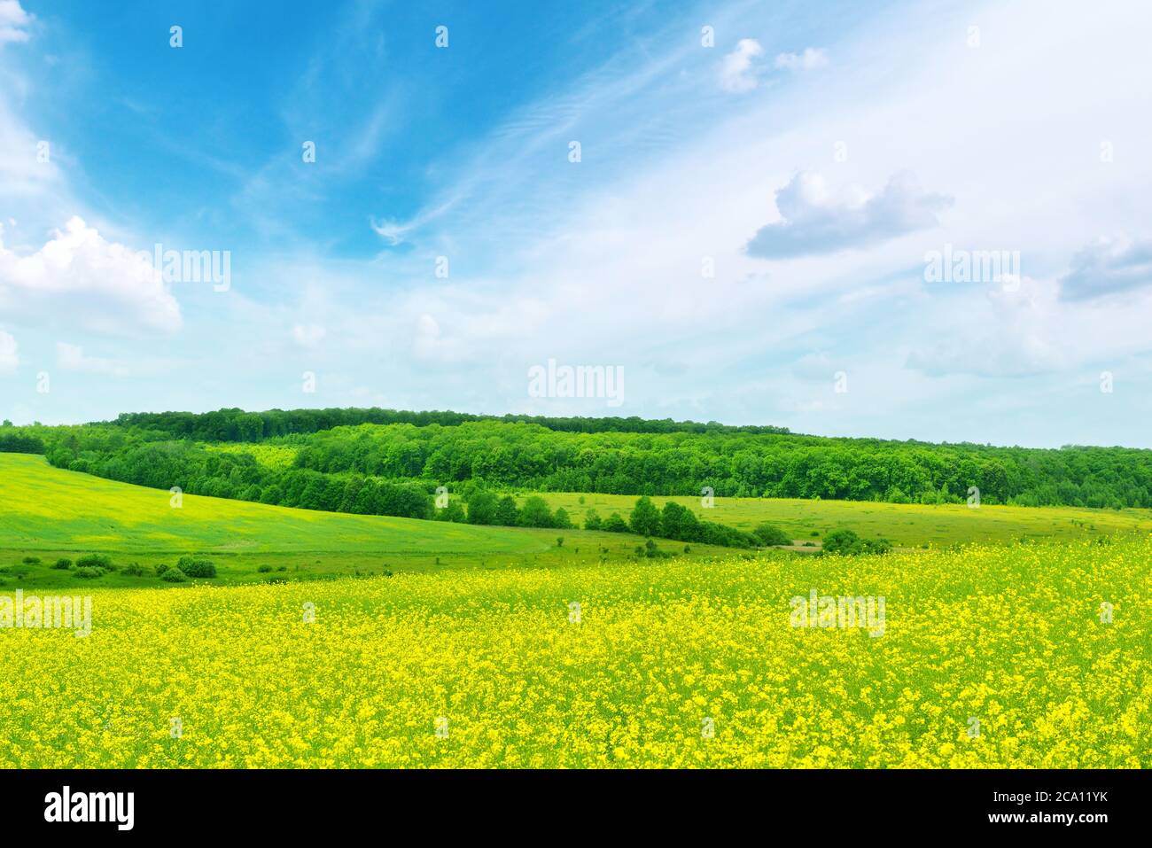 Rape field and blue sky Stock Photo - Alamy