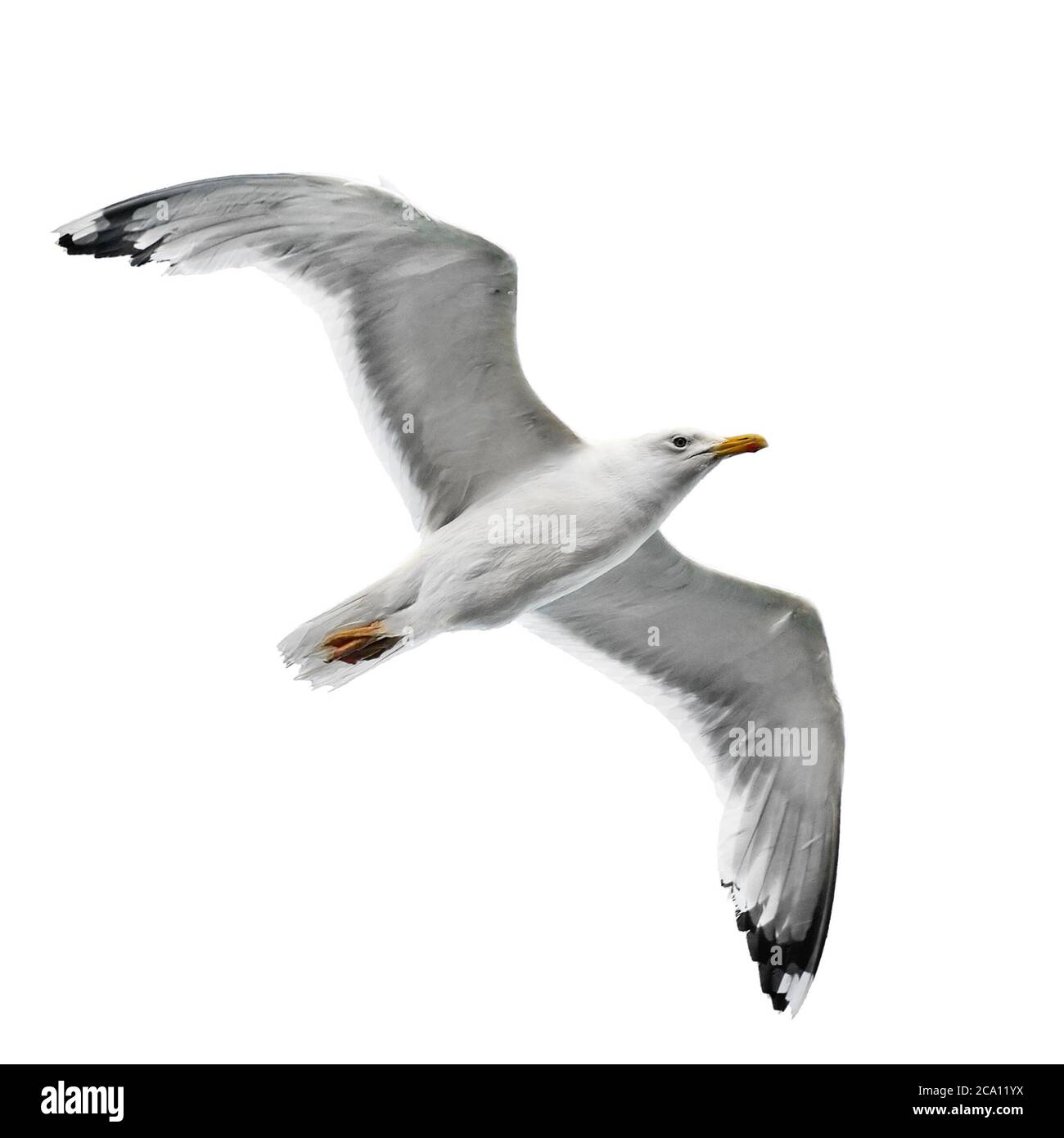 seagull isolated on white background Stock Photo