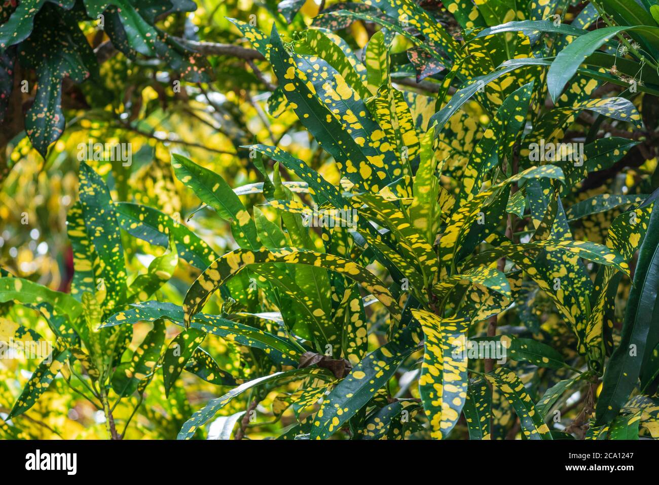 Garden croton 'Eleanor Roosevelt' cultivar (Codiaeum variegatum) - Davie, Florida, USA Stock Photo