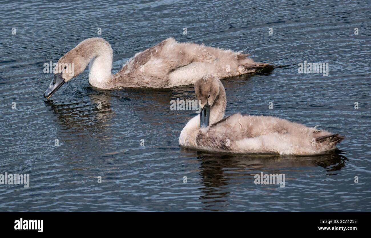 12 week old mute swan cygnets (Cygnus olor) beginning to lose down, swimming in reservoir, Scotland, UK Stock Photo