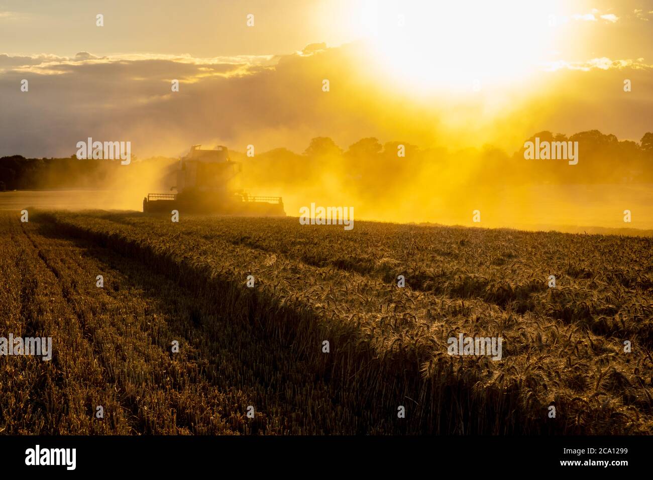 Spectacular harvest with a combine Stock Photo