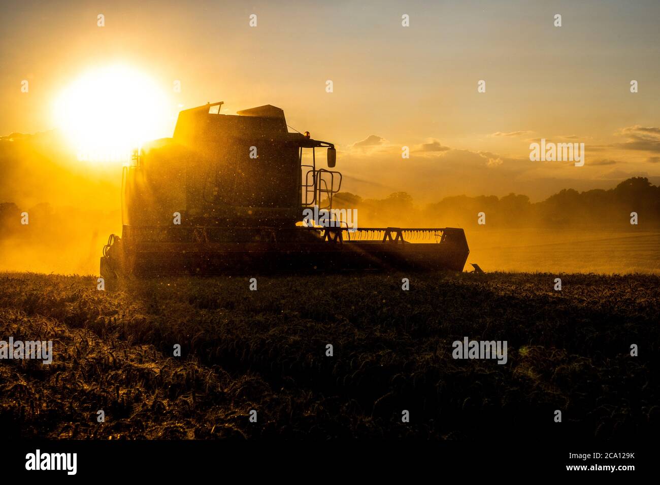 Evening harvest with a combine Stock Photo