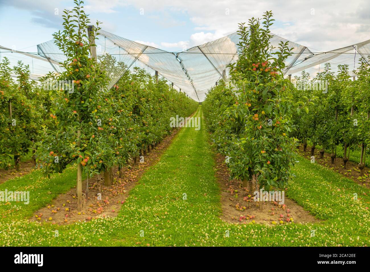 Apple plantation Farm with green trees and ripe fruits covered with net against birds and other animals is agricultural field for apple trees Stock Photo