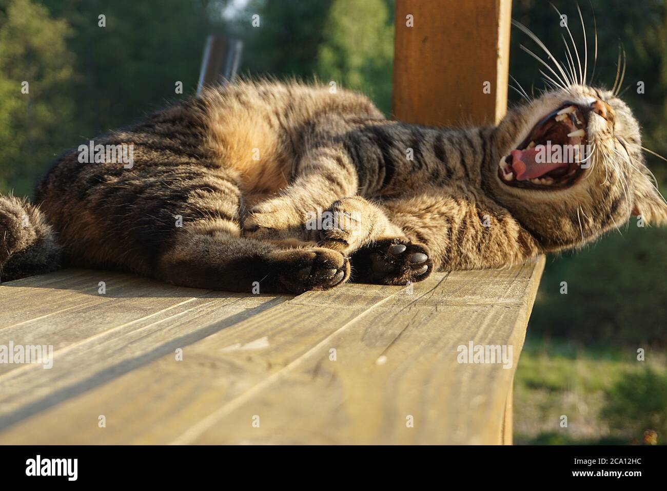 Cat yawning / Cat laughing Stock Photo