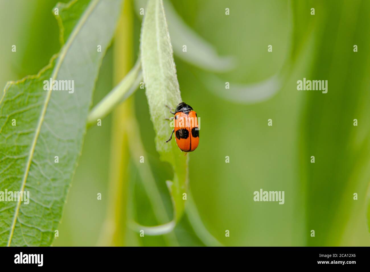 ants sack beetle sit on leaf of weeping willow tree Stock Photo Alamy