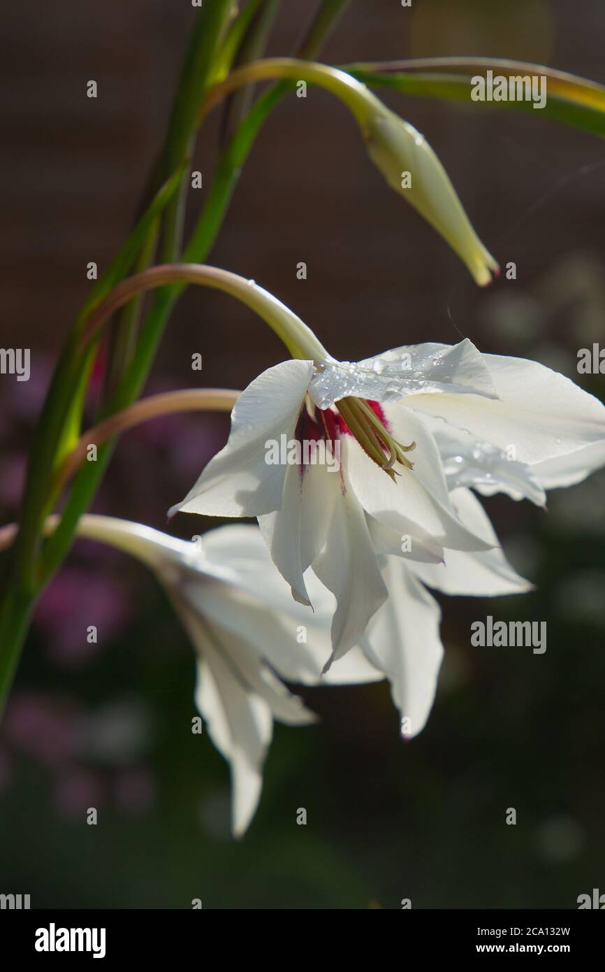 Acidanthera Murielae, a lovely white bloom with a crimson heart which is part of the gladiolus family Stock Photo