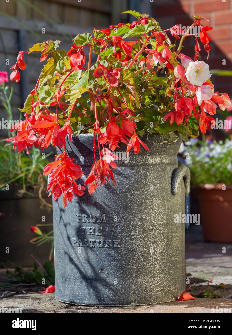 Begoniaceae, Begonia flowers spilling out over churn design plant pot Stock Photo