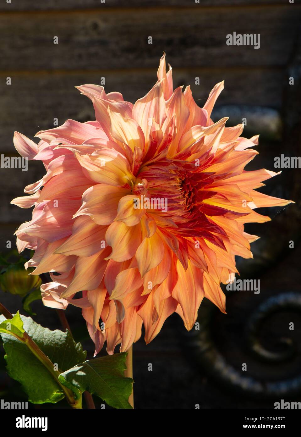 Dahlia Penhill Watermelon, a vibrant coloured dinner plate dahlia
