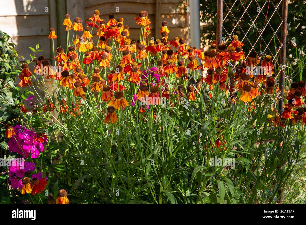 Helenium or sneezeweed adding a burst of bright orange colour to set your garden alight Stock Photo