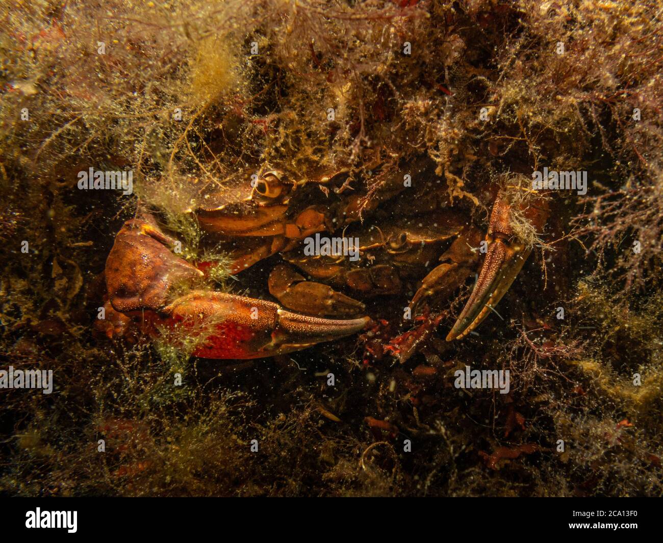 A closeup underwater picture of a crab almost pinching the camera with its huge claw. Picture from Oresund, Malmo in southern Sweden. Stock Photo