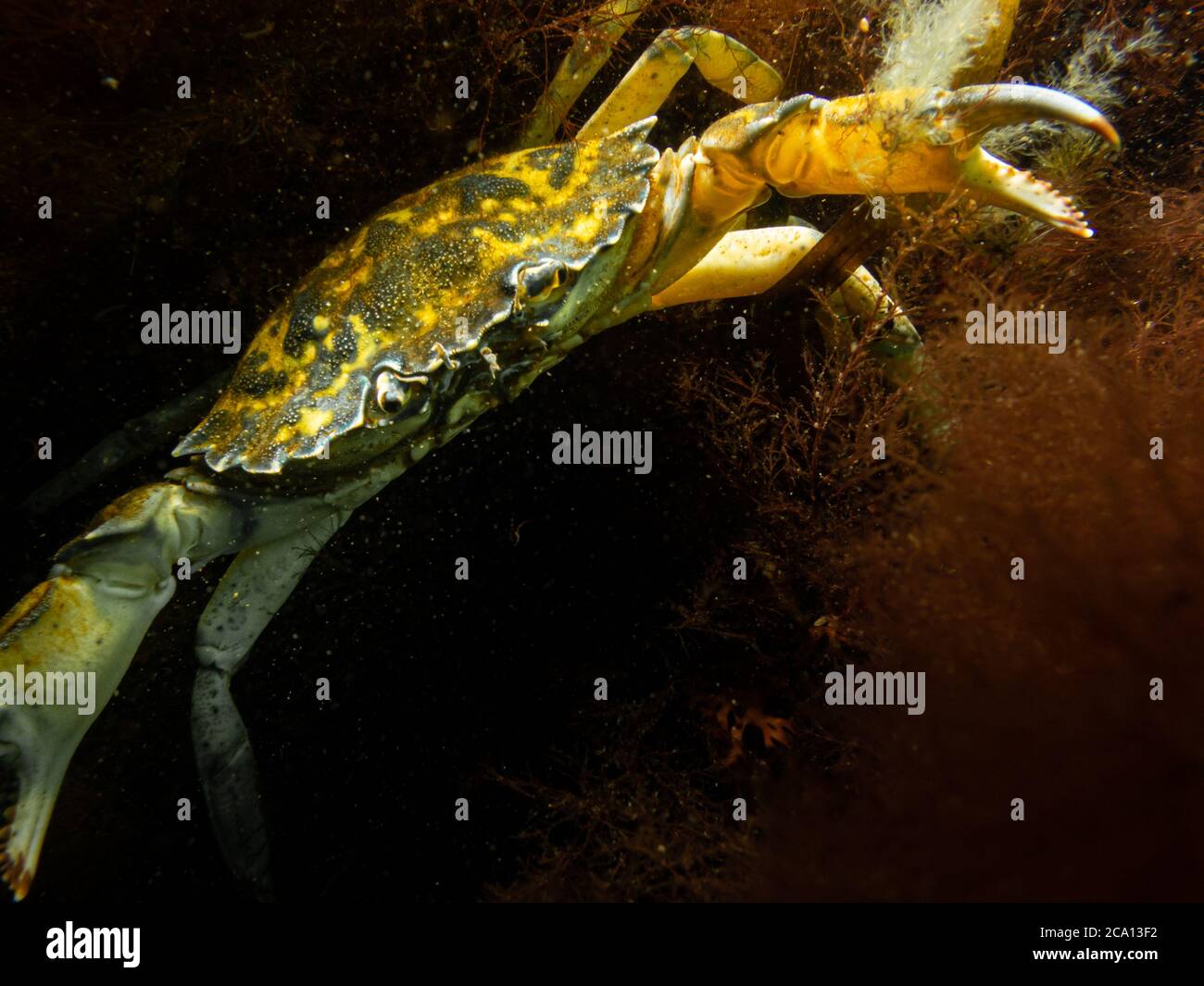 A closeup underwater picture of a crab almost pinching the camera with its huge claw. Picture from Oresund, Malmo in southern Sweden. Stock Photo
