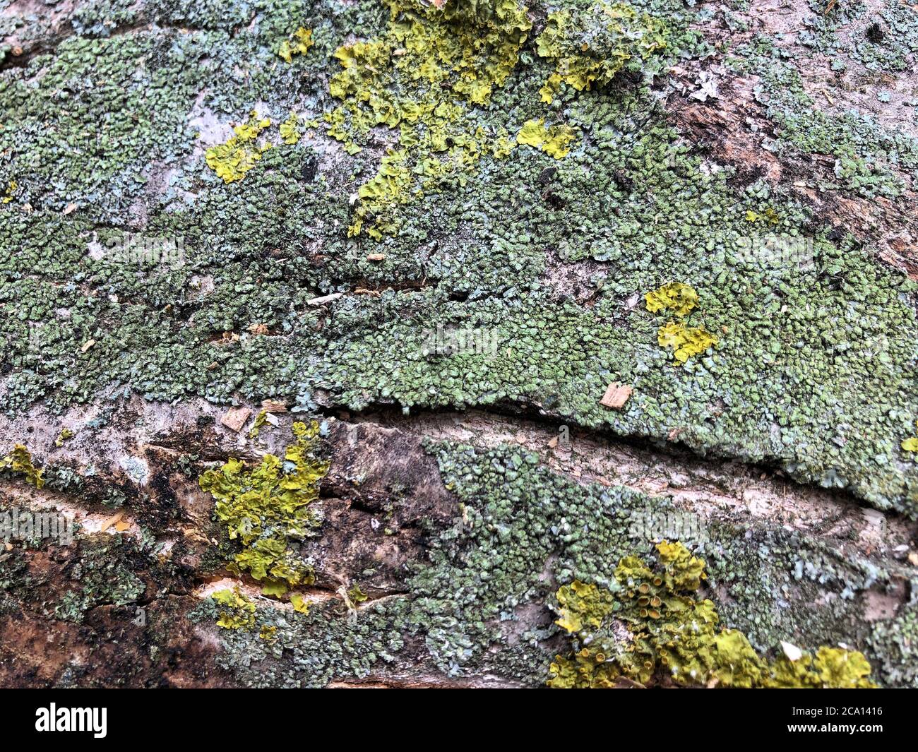 Wood and moss texture. Abstract textured wood background Stock Photo