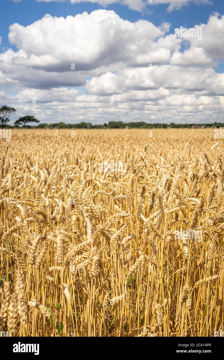 Wheat field ready for harvest Stock Photo
