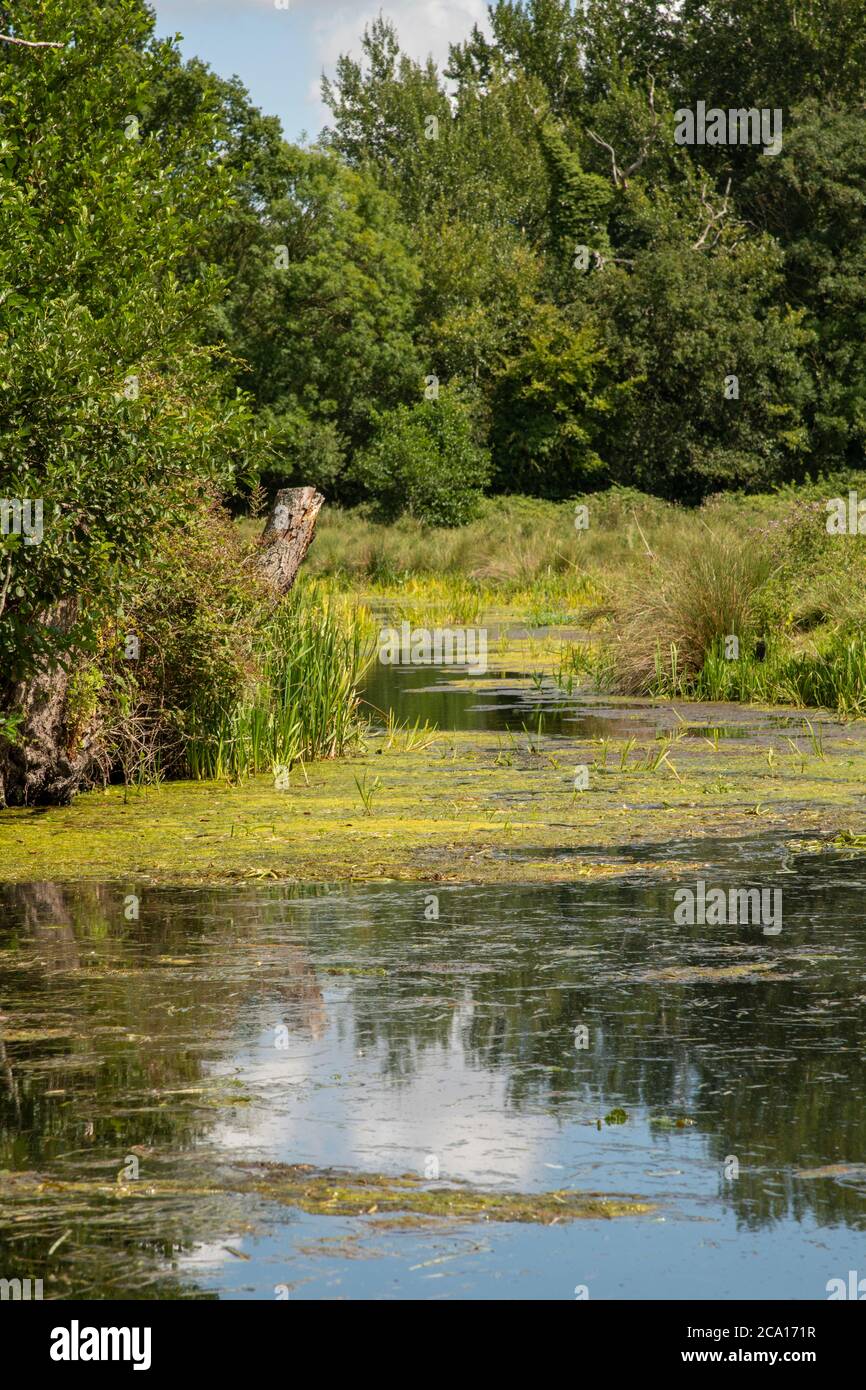 A view of a drainage ditch at horstead mill looking out over grazing marshland Stock Photo