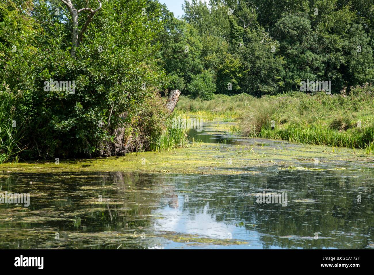A view of a drainage ditch looking from Horstead Mill in norfolk overlooking the grazing marshland Stock Photo