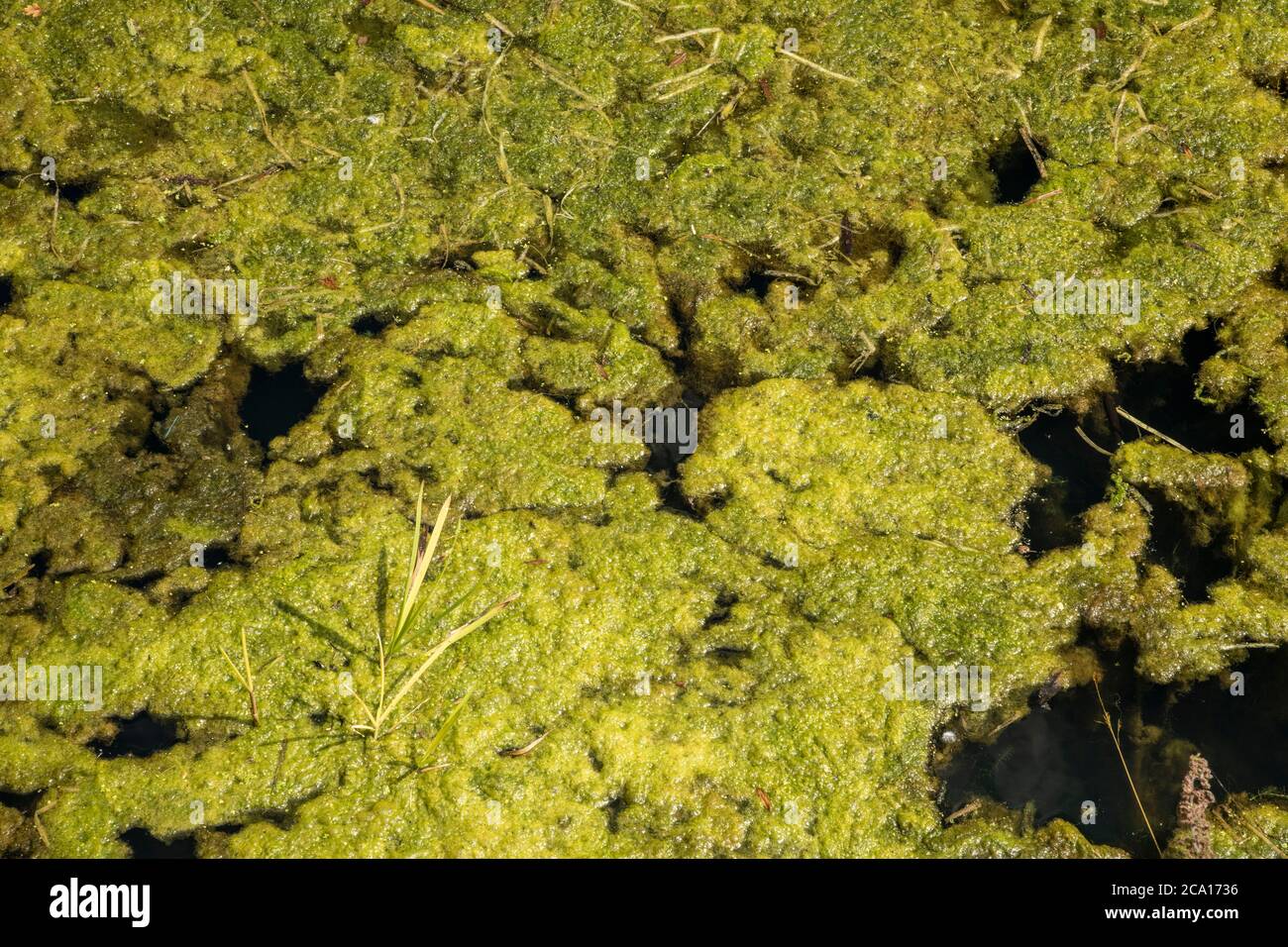 close up of green algae floating on the river bure at horstead mill near norwich Stock Photo