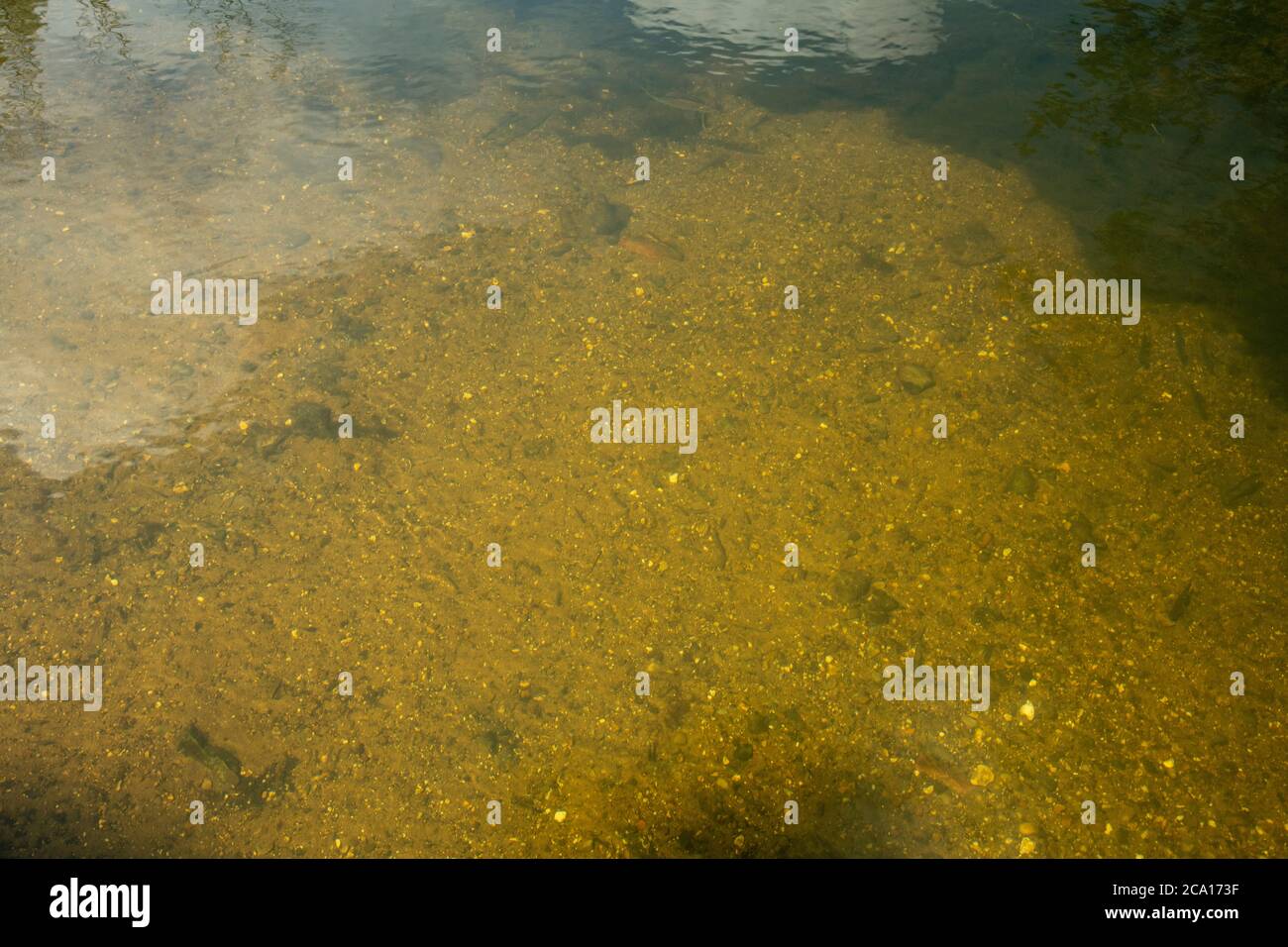 An image of how clear the water is at horstead mill in norfolk on a summers day showing small fish in the river Stock Photo
