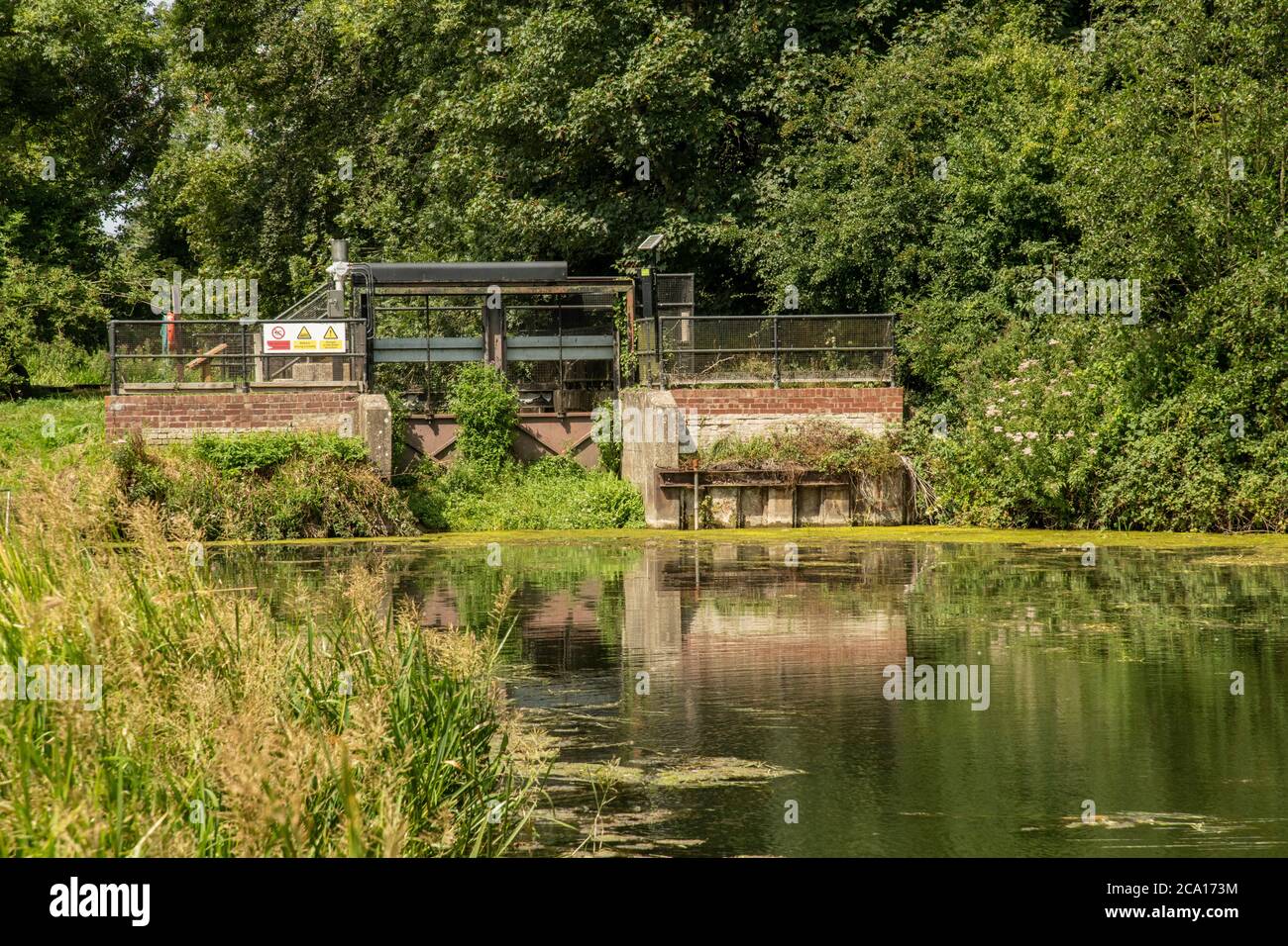 Horstead Mill dam with wild undergrowth embracing the dam on a summers day Stock Photo