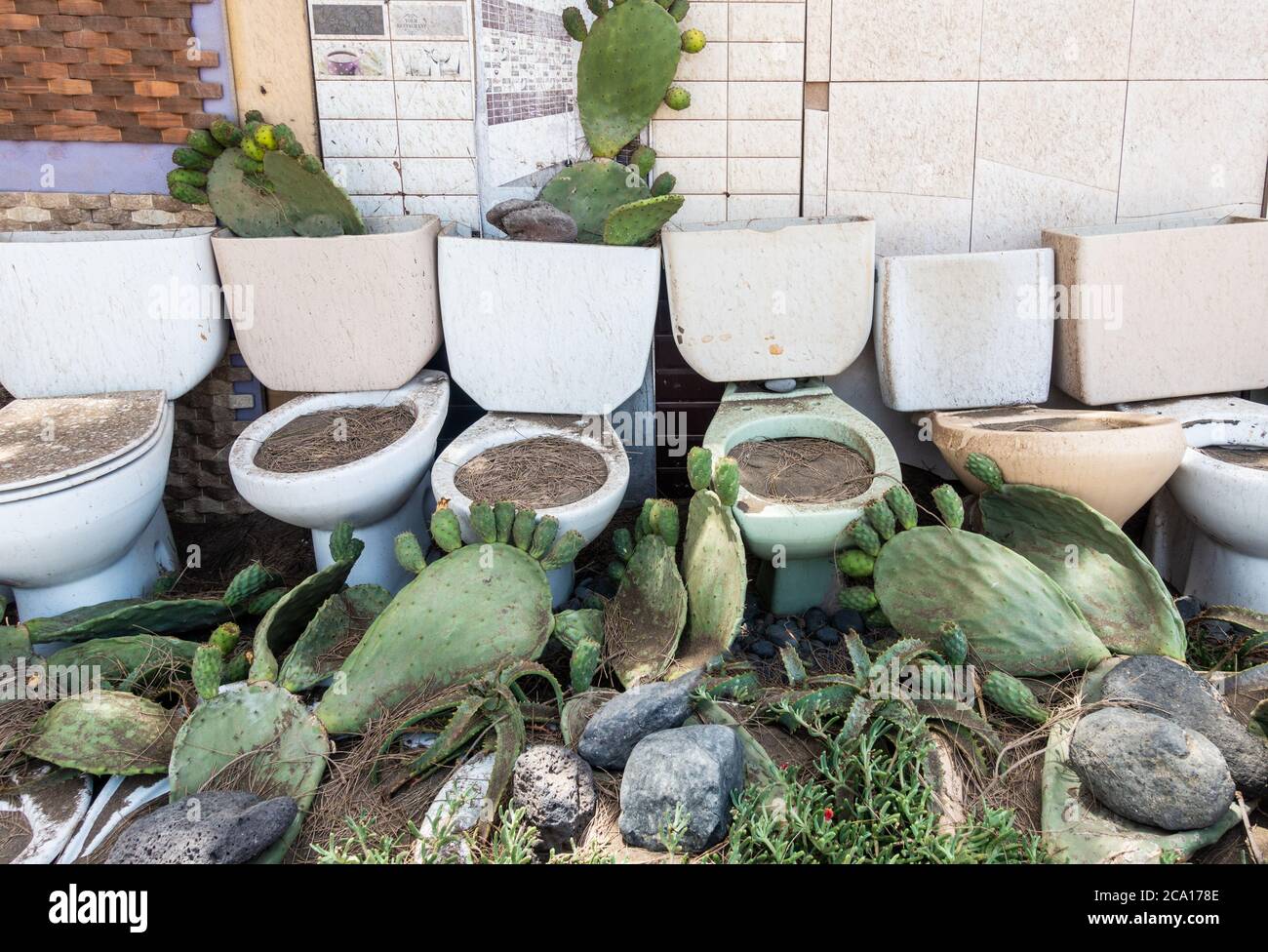 Unusual garden: Cactus planted in old toilets in garden in Spain Stock Photo