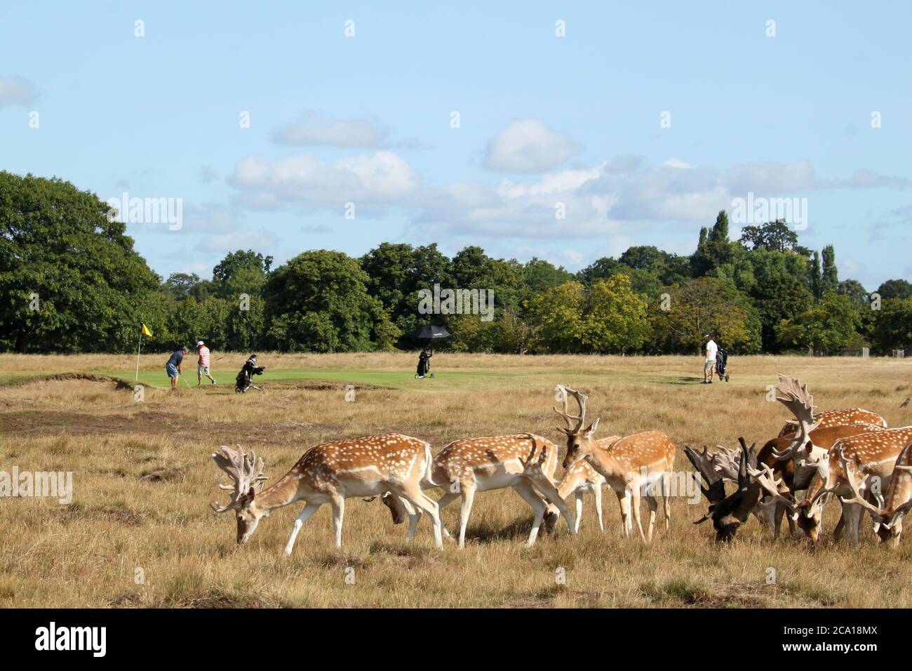 Fallow deer bucks (Dama dama), Hampton Court Palace Golf Club, Home ...