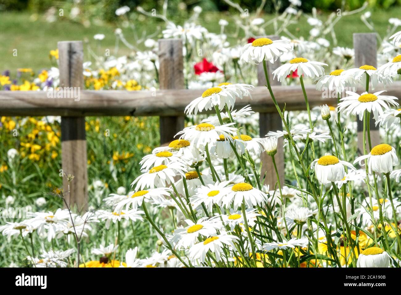 White Shasta daisy growing at garden fence hardy perennial plants Stock Photo
