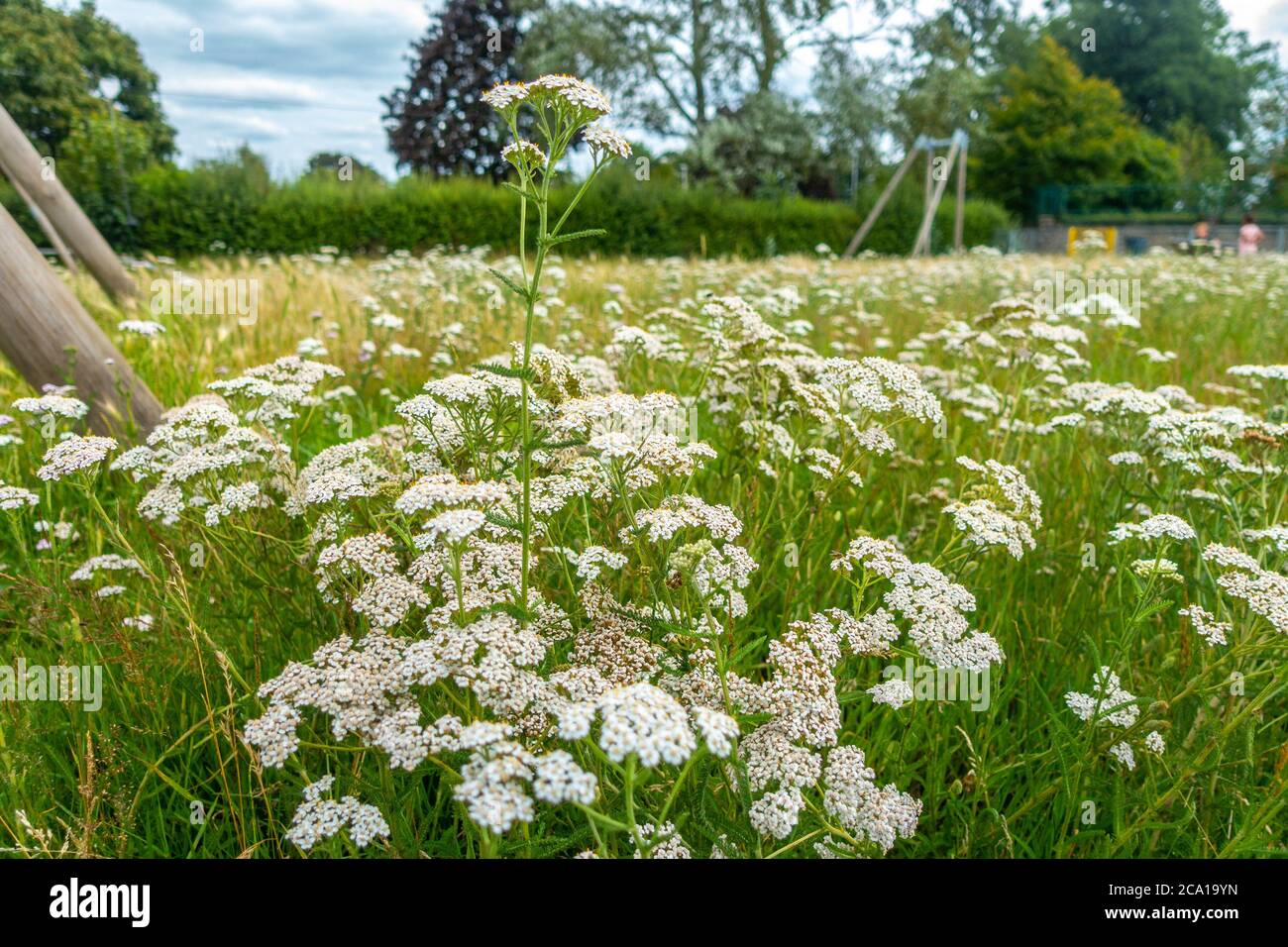 Achillea millefolium or Common Yarrow with white flowers growingin a park in the K. Stock Photo