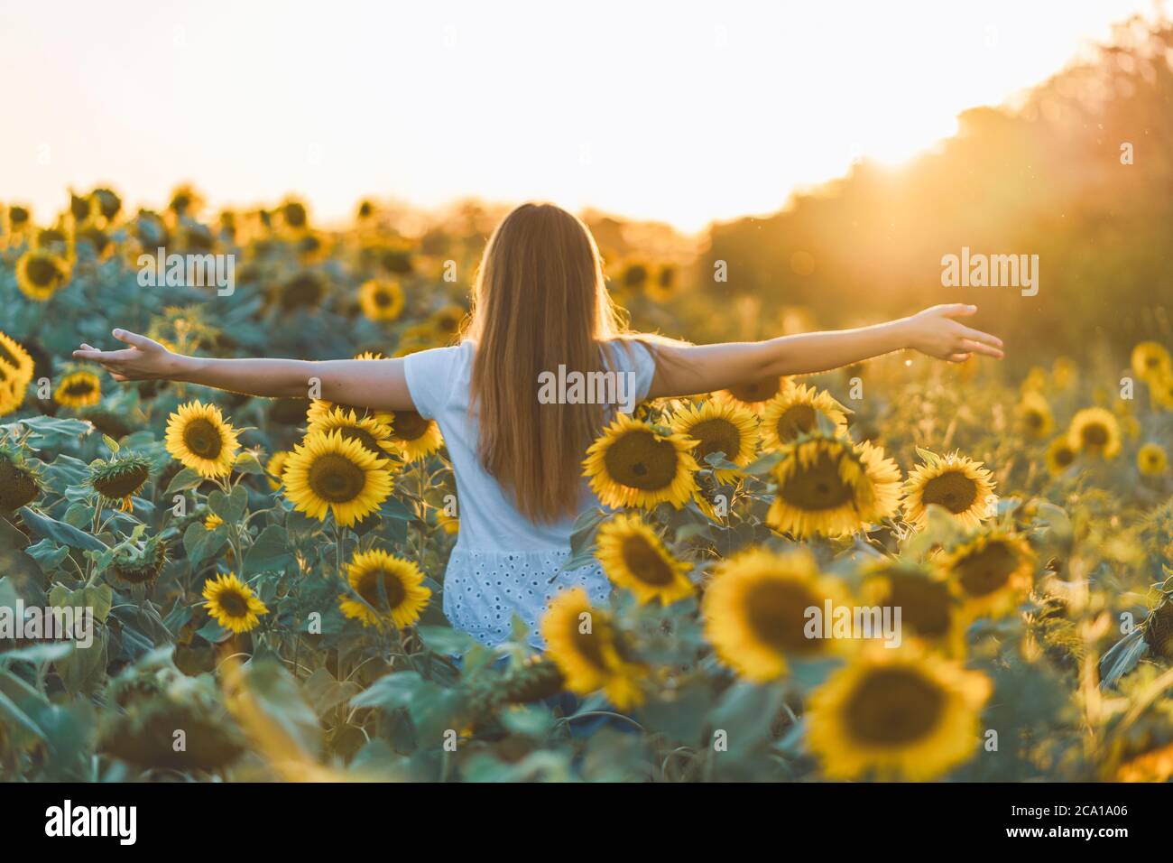 Young beautiful woman having fun in a sunflower field on a beautiful summer day. View from behind. Stock Photo
