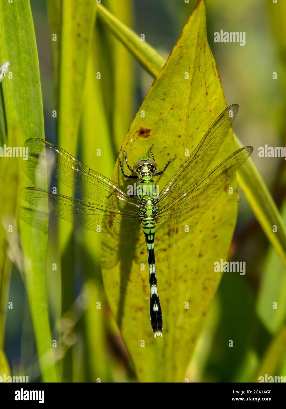 Close up of female Eastern or Common Pondhawk Dragonfly taken at Deer Prairie Creek Preserve in North Port Florida United States Stock Photo