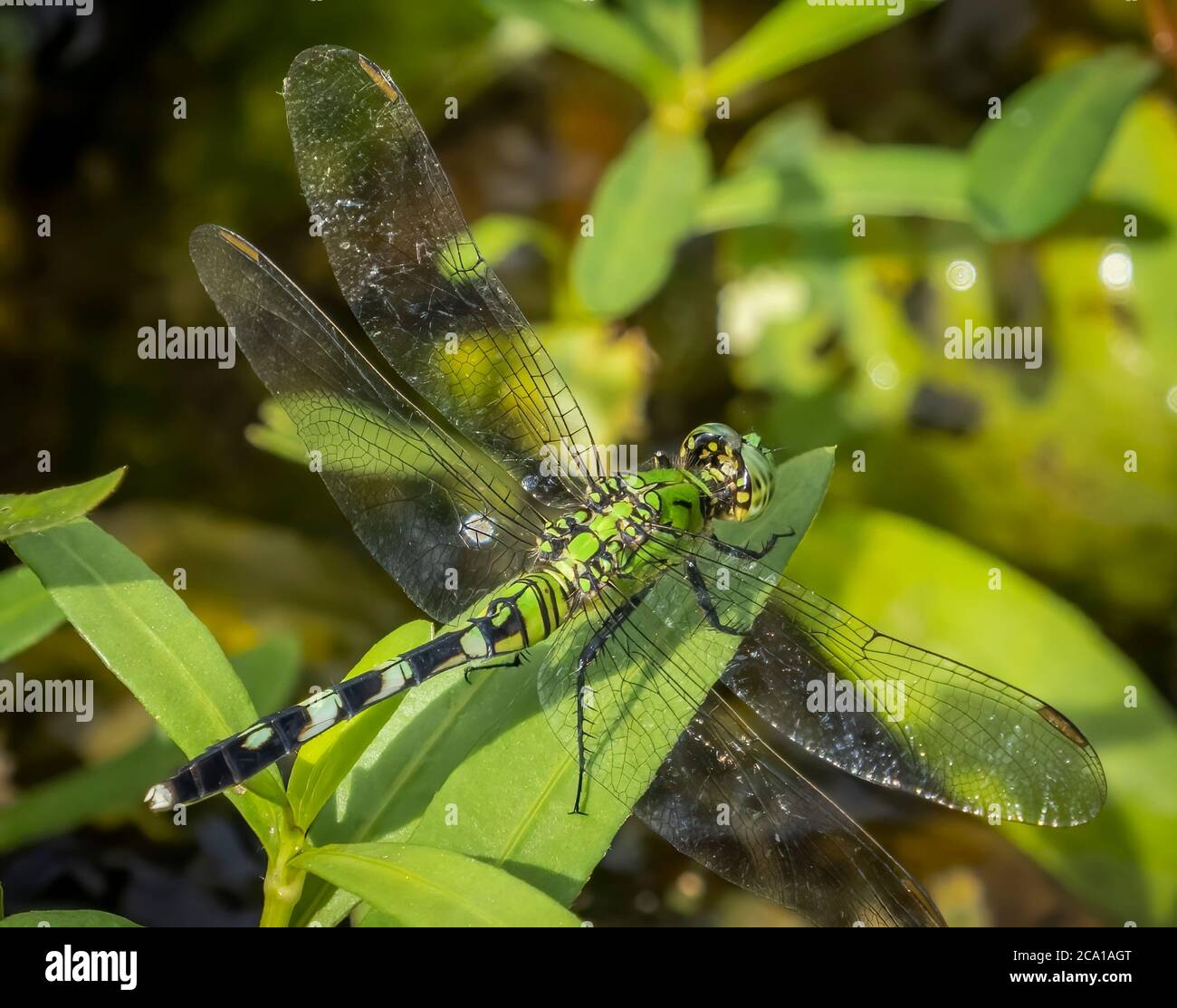 Close up of female Eastern or Common Pondhawk Dragonfly taken at Deer Prairie Creek Preserve in North Port Florida United States Stock Photo
