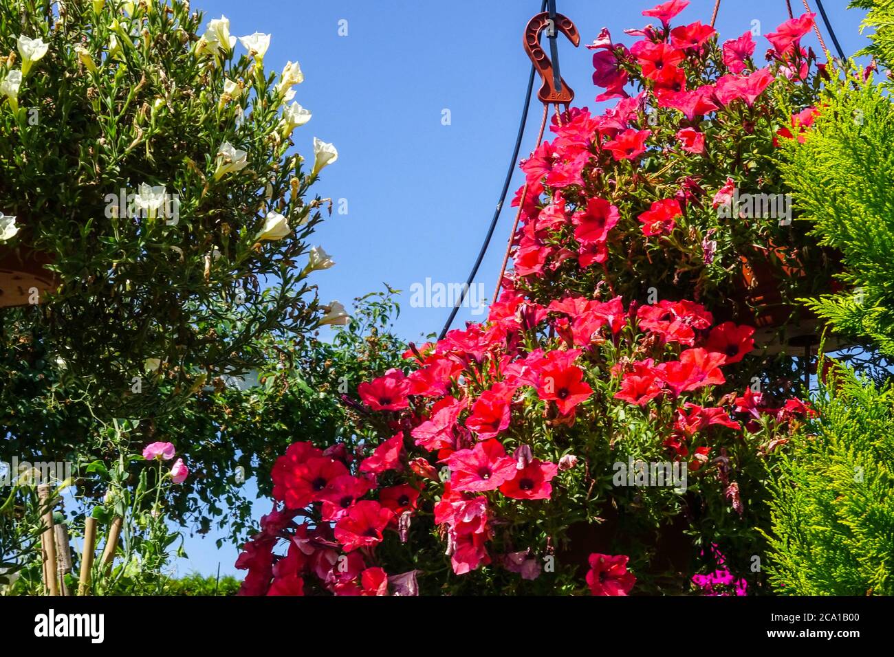 Hanging plants on garden veranda red flowers Stock Photo Alamy