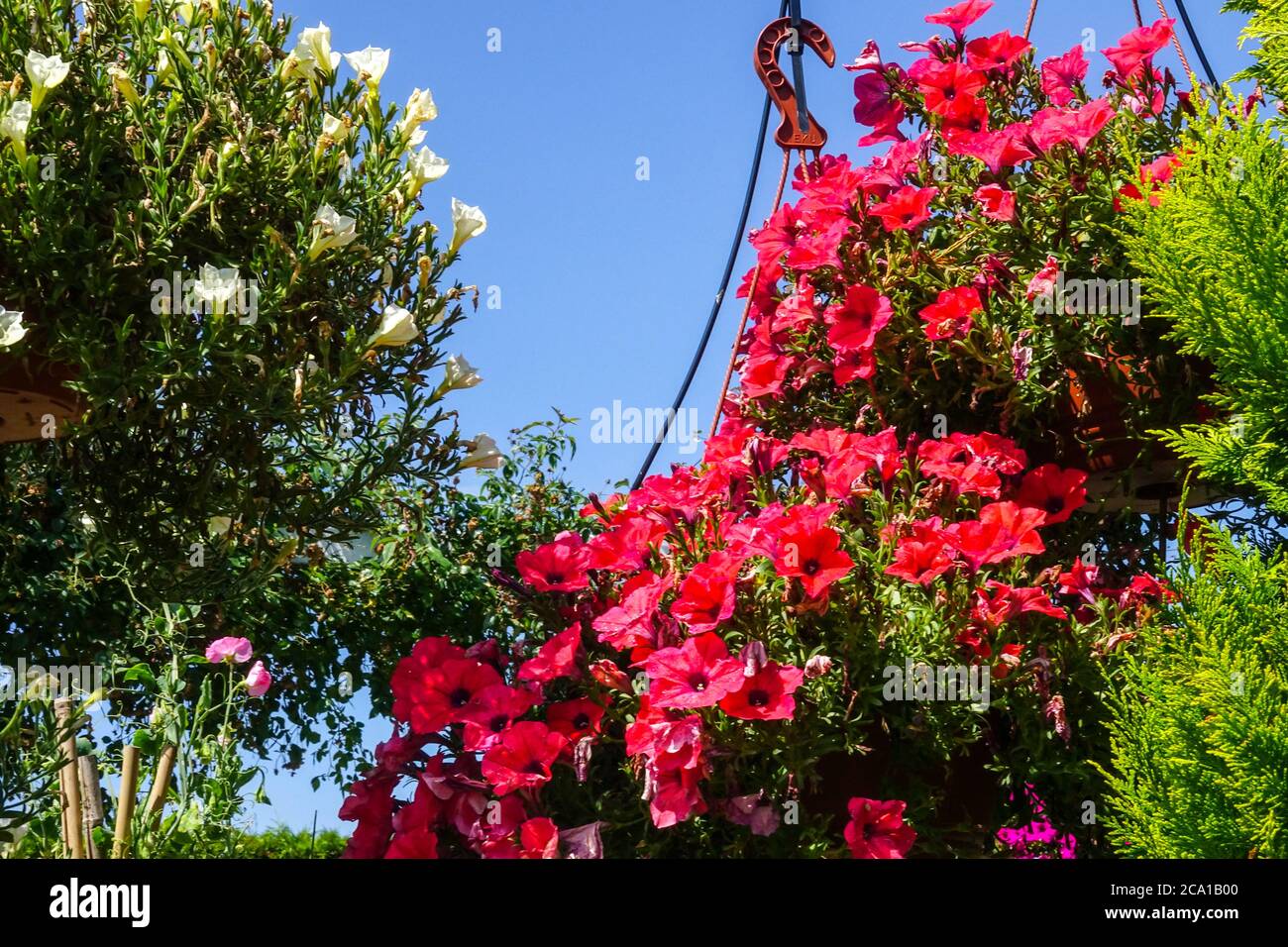 Hanging plants on garden veranda red flowers Stock Photo