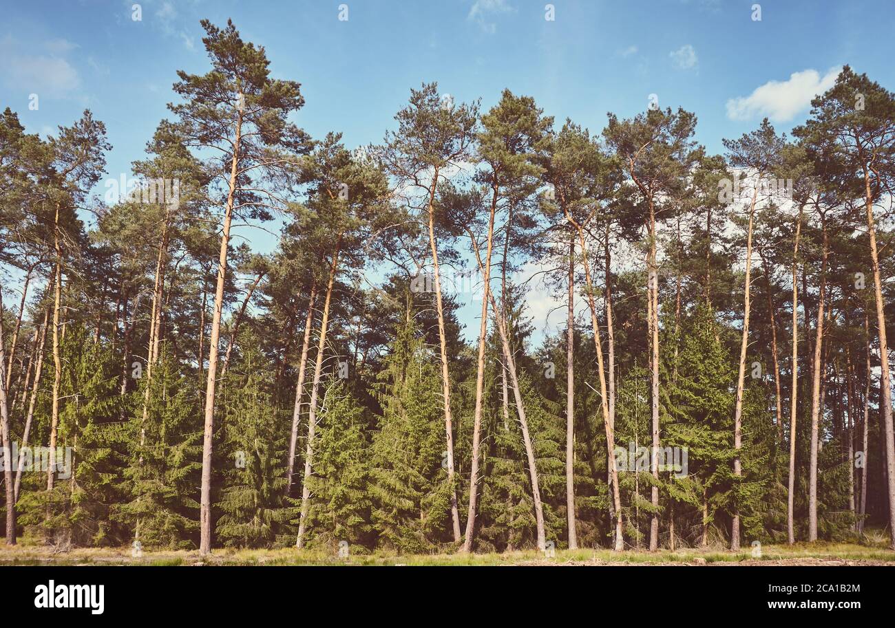 Retro toned picture of a forest on a sunny day. Stock Photo