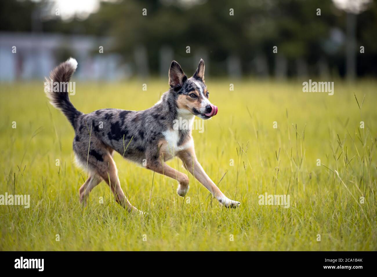 Original Breed High Resolution Stock Photography and Images - Alamy