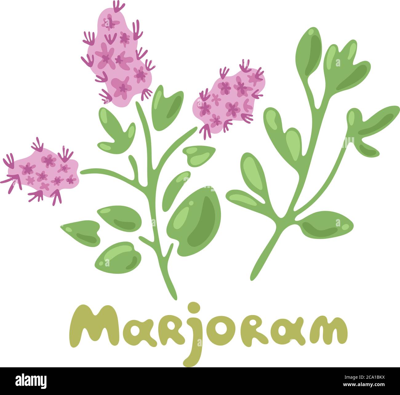 Marjoram. Aromatic garden herb for cooking meats, stews, omelets, poultry, soups. Clip art illustrations of herbs and spices. Classic ingredient of Stock Vector