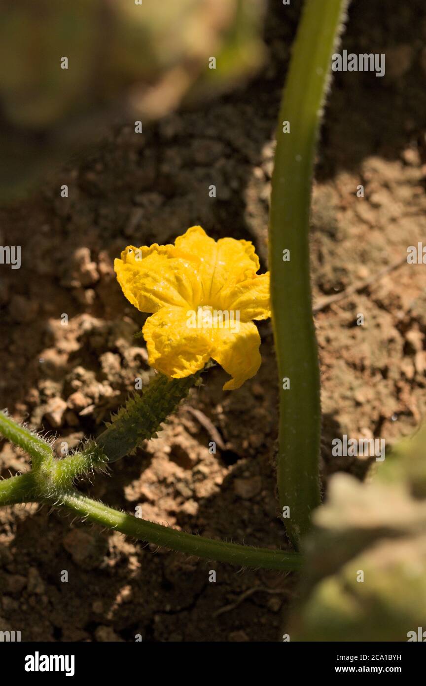 A plant with a cucumber flower in the season in which the fruits of the plant are coming out Stock Photo