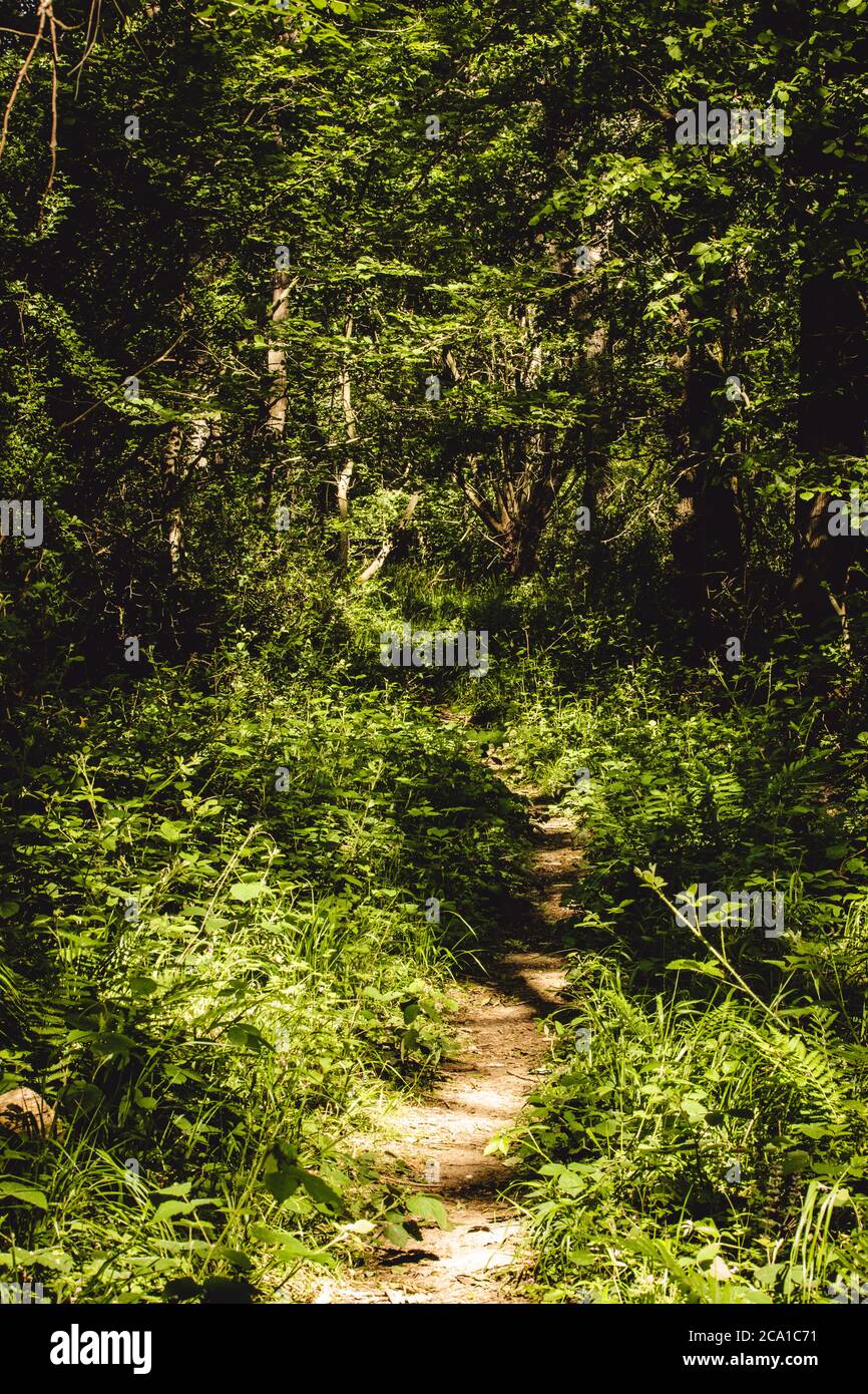 A path through Snitterfield Bushes, Warwickshire Stock Photo