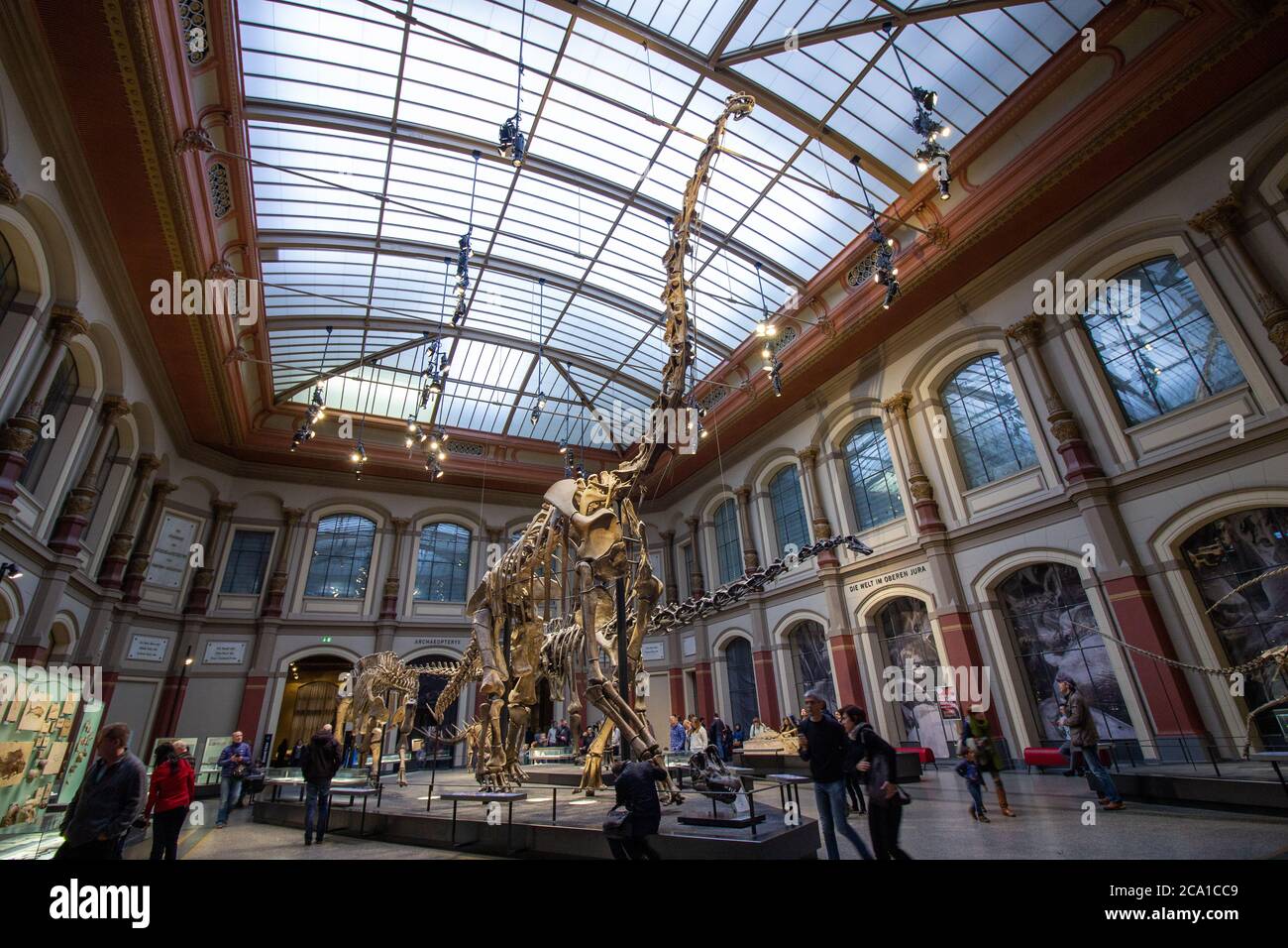 Giant skeletons of Brachiosaurus and Diplodocus in Dinosaur Hall. Natural History museum, established in 1810, houses millions paleontological specime Stock Photo