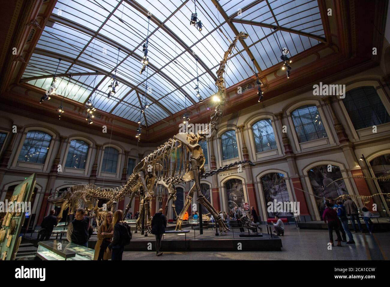 Giant skeletons of Brachiosaurus and Diplodocus in Dinosaur Hall. Natural History museum, established in 1810, houses millions paleontological specime Stock Photo