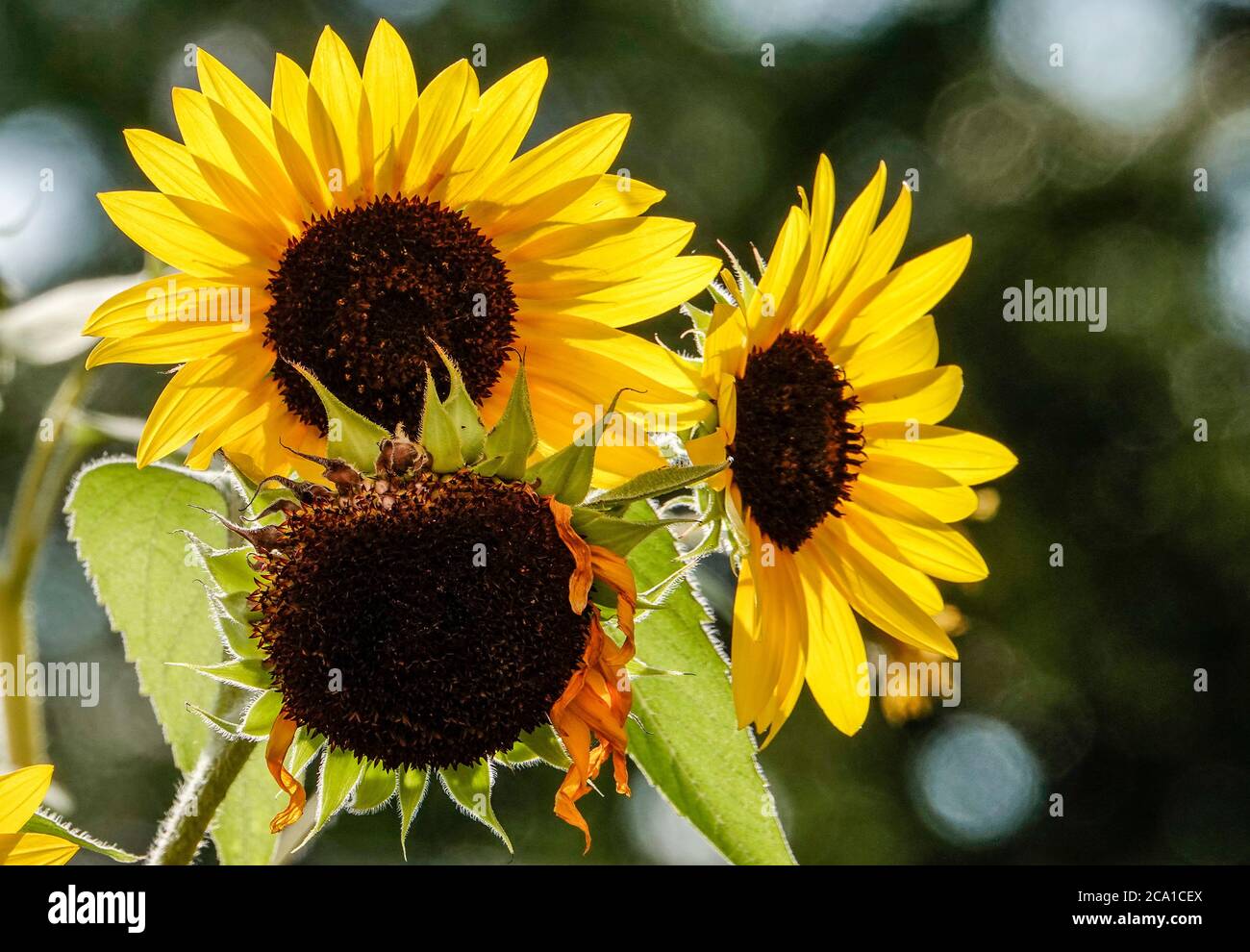 A bunch of bright yellow Sunflowers in bloom Stock Photo - Alamy