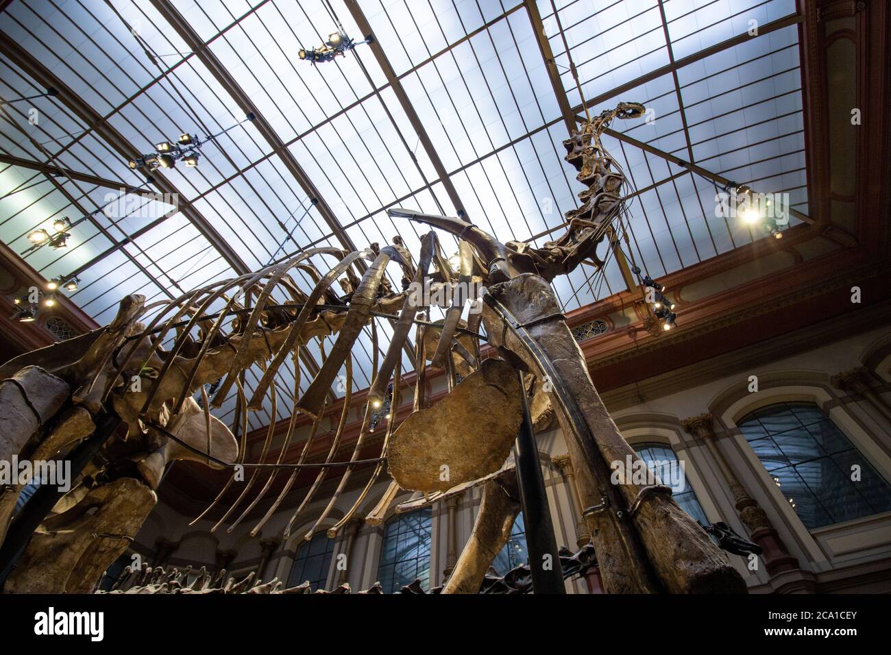 Giant skeletons of Brachiosaurus and Diplodocus in Dinosaur Hall. Natural History museum, established in 1810, houses millions paleontological specime Stock Photo